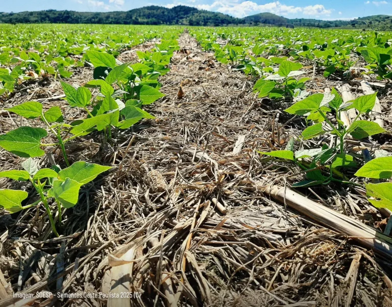 Forrageiras: fundamentais para a fertilidade do solo na safra agrícola
