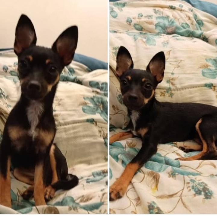 Família busca filhote desaparecido em Cascavel