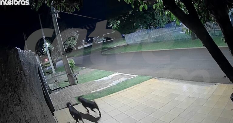 Ataque de rottweilers em Cascavel causa desespero entre moradores