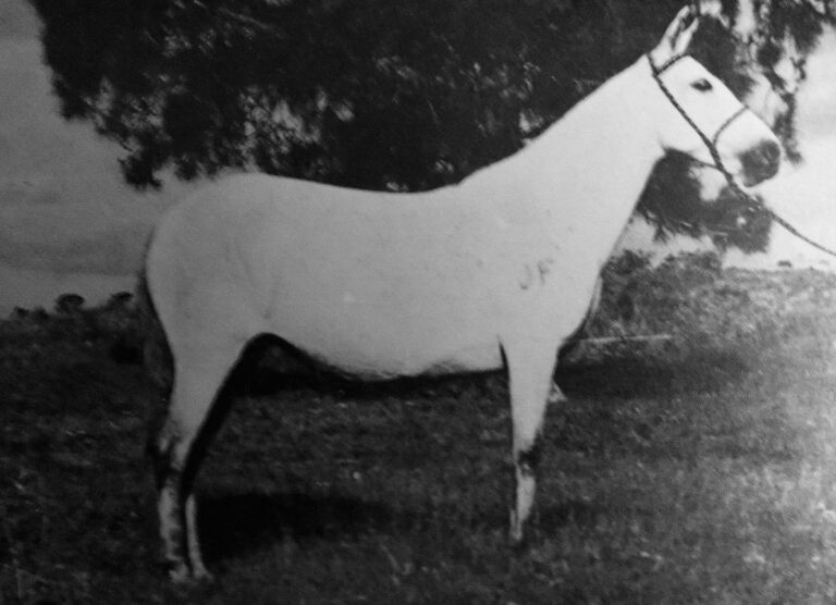 A origem do Mangalarga Marchador no Brasil: uma tradição de 470 anos