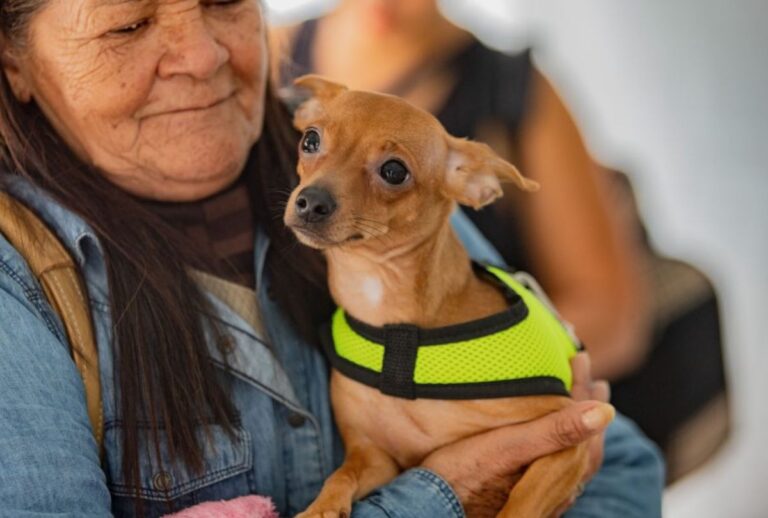 Castração gratuita em dezembro na Grande Curitiba: confira as datas