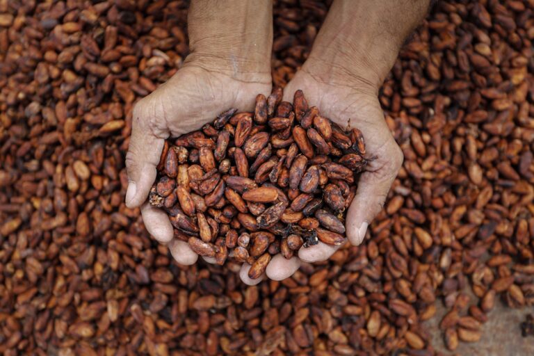 Cacau atinge recorde e impulsiona inovação na indústria do chocolate