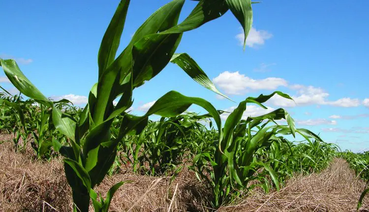 Plantio de milho na Argentina atinge 39,3% e soja 36% em 2025/26