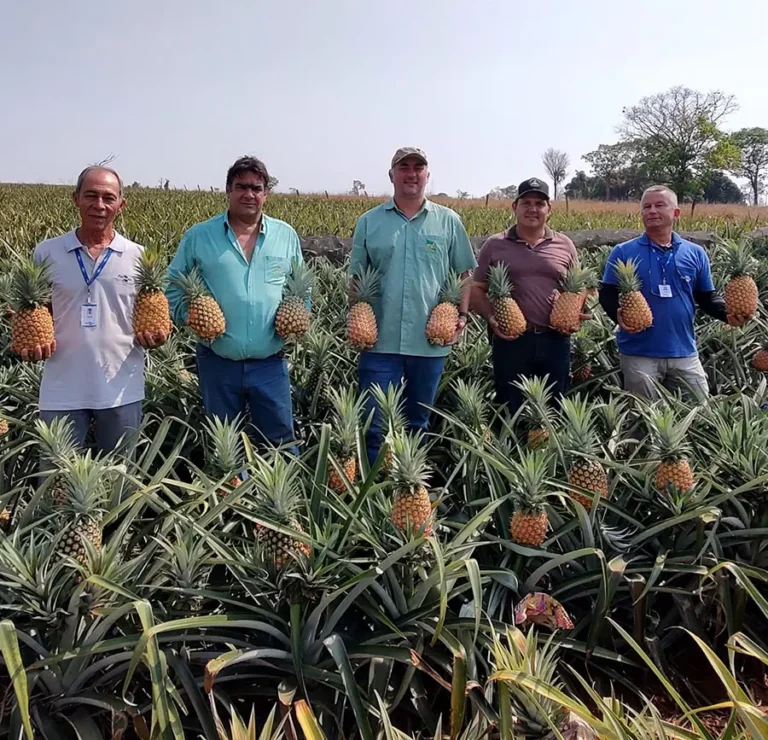 Novas variedades de abacaxi prometem resistência à fusariose e aumento da produção