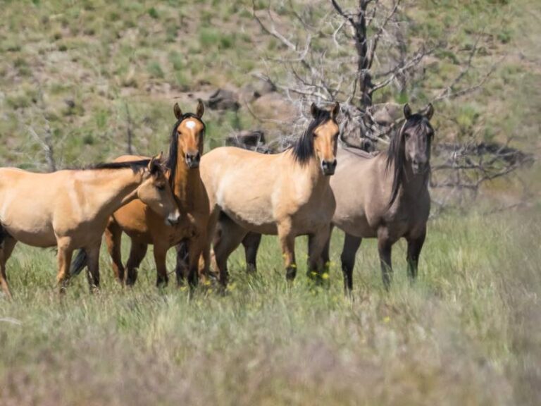 Kiger Mustang: conheça o cavalo selvagem que inspirou Spirit