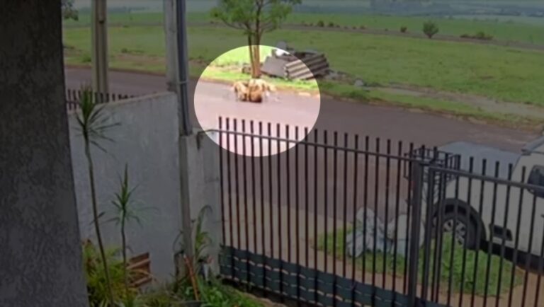 Tutor é preso após ataque de pitbulls em Toledo