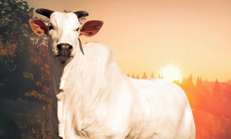 Vacinação da raça Nelore: Donna FIV CIAV é vendida por R$ 54 milhões