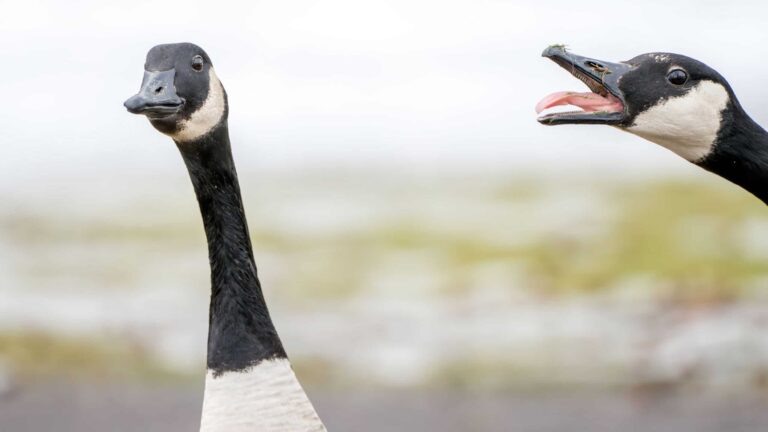 Entenda por que gansos apresentam comportamentos agressivos