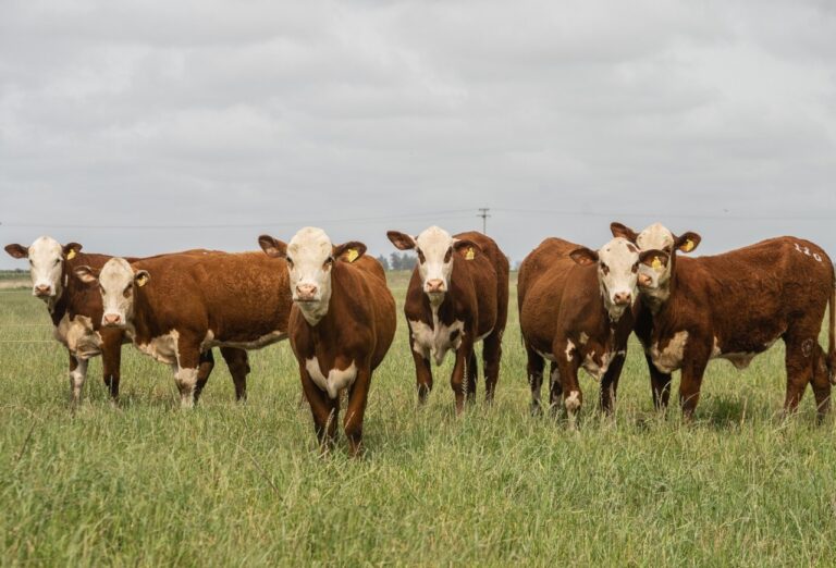 Programa PampaPlus na pecuária gaúcha