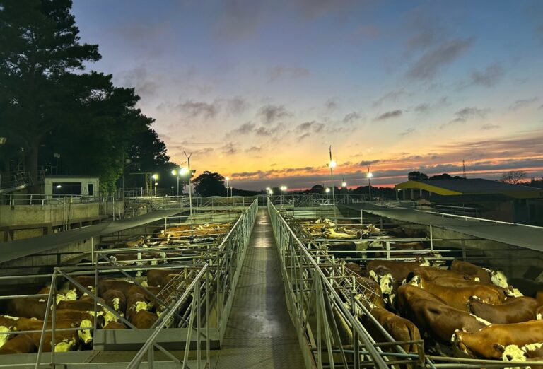 XIII Concurso de Carcaças destaca qualidade da carne Hereford
