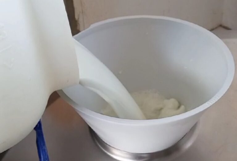 Método inovador identifica genes do búfalo para melhorar produção de queijo