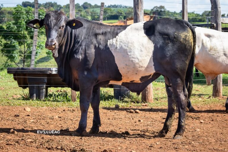 Pecuaristas inovam com cruzamento Nelore e Galloway na pecuária