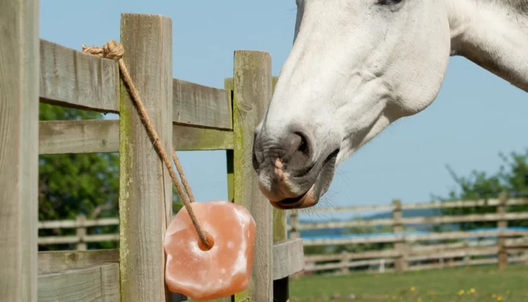 A importância do sal na dieta diária do cavalo