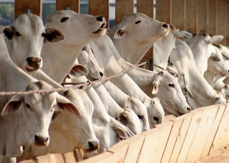 Uso correto da casquinha e farelo de soja na nutrição do rebanho