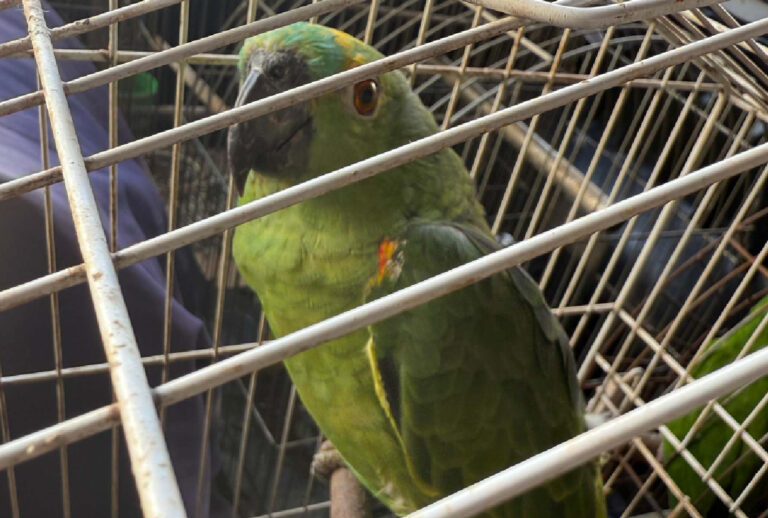 Polícia apreende 36 aves silvestres em operação no Paraná