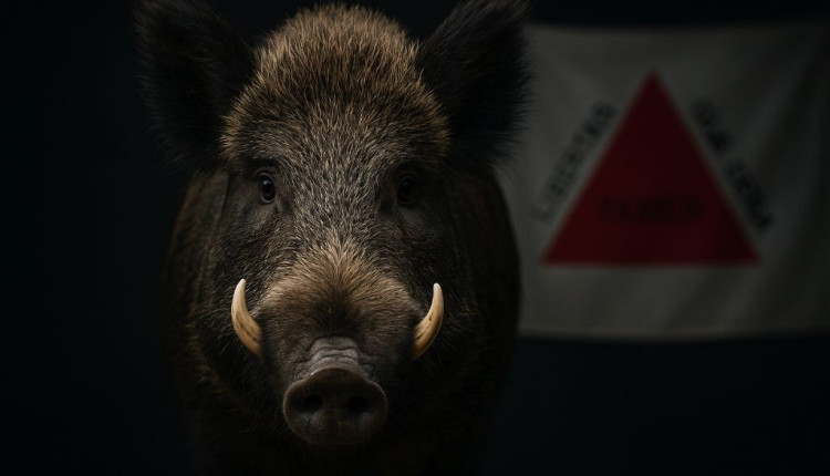 Legislação permite caça de javali em Minas Gerais com novas regras