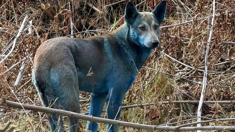 Cachorros com pelagem azul são avistados em Chernobyl