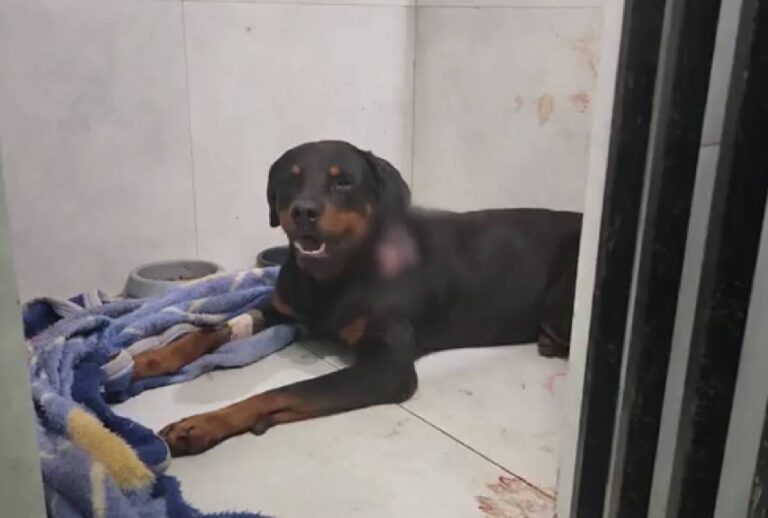 Rottweiler resgatado após ser ferido pelo tutor