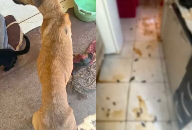 Nove cães resgatados em Maringá enfrentavam condições extremas