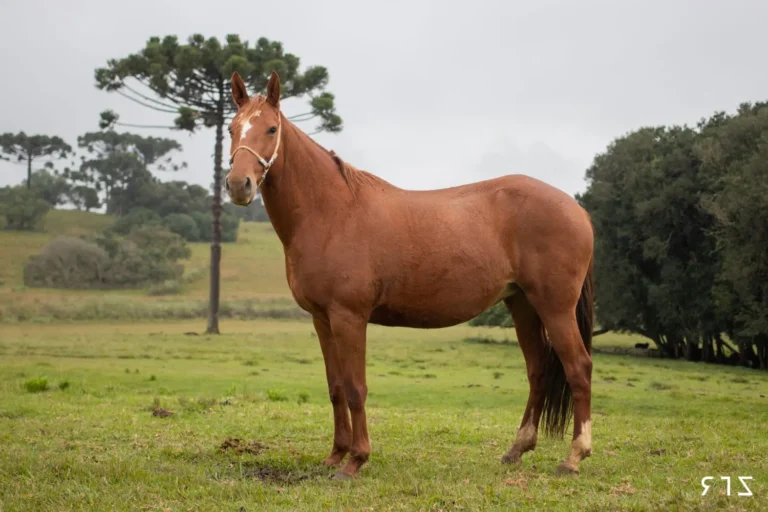 Campeiro e Crioulo: principais diferenças entre as raças de cavalos