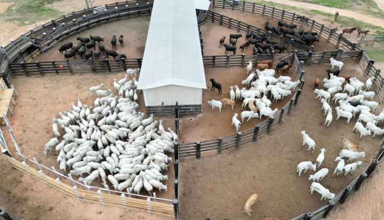 Gado fantasma: o impacto da falta de controle na lucratividade das fazendas