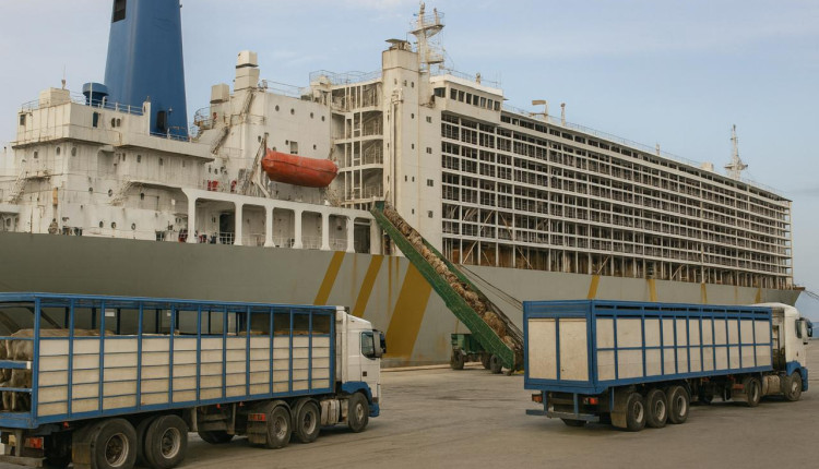 Exportação de gado vivo cresce com embarque de 14 mil bovinos no Pará