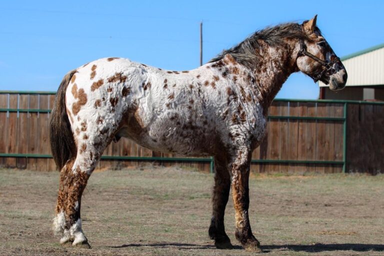 Bashkir Curly: o cavalo de cachos dourados e origem enigmática