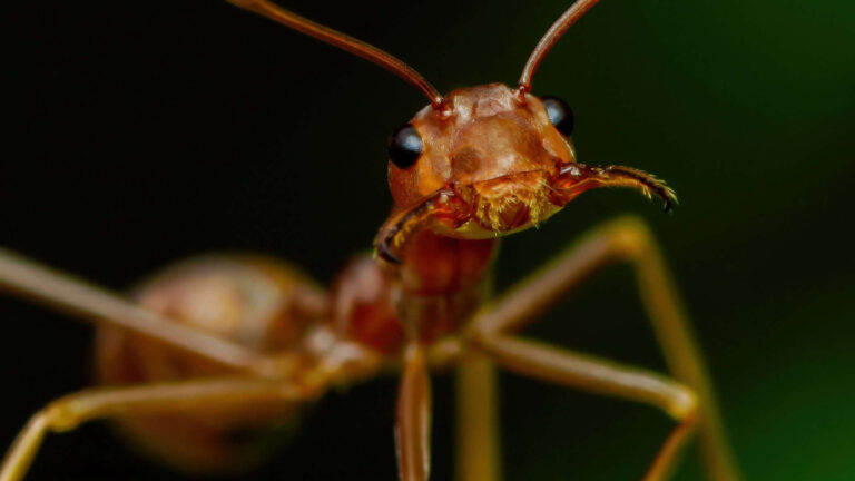 Insetos são animais? Entenda a confusão entre os termos