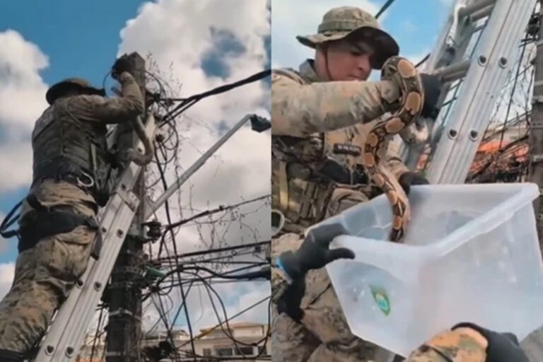 Serpente é resgatada em poste de energia em Salvador