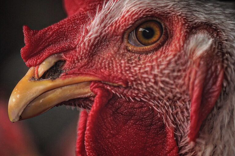 Inteligência das galinhas: conheça suas habilidades cognitivas