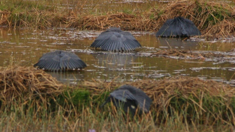 Comportamentos surpreendentes de caça em oito animais