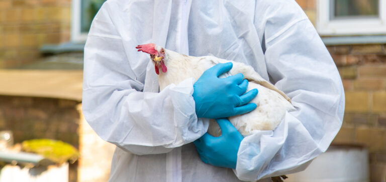 Primeiro caso humano da variante H5N5 da gripe aviária é identificado nos EUA