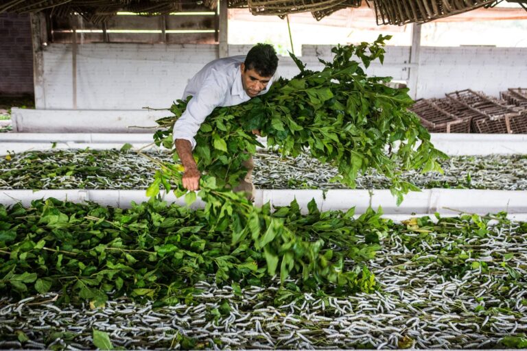 A ascensão do Brasil na produção de seda de alta qualidade