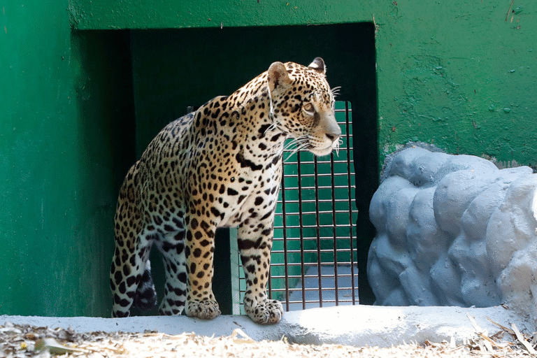 Zoológico de Cascavel amplia visitação durante férias escolares