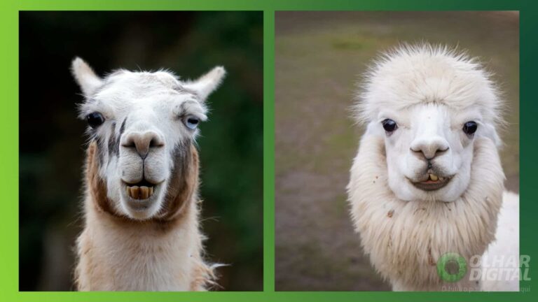 Diferenças entre lhamas e alpacas: como identificá-las