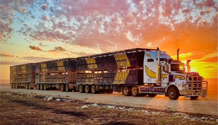 Maior caminhão boiadeiro do mundo transporta até 330 bovinos