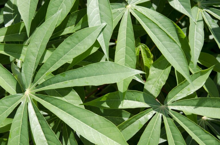 Atualização da lista de pragas quarentenárias pela Agricultura