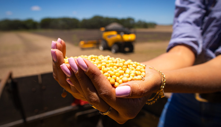 Mercado de soja no Brasil segue pontual com queda em Chicago