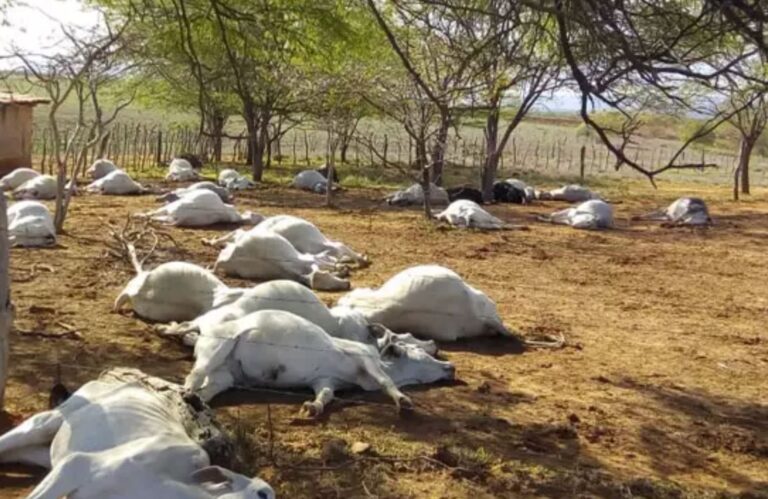 Mortes súbitas de bovinos em confinamento alarmam pecuaristas do Centro-Oeste