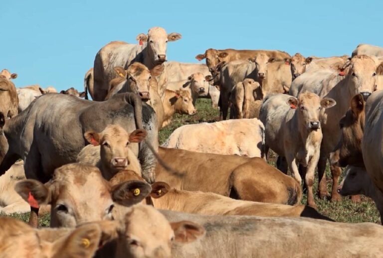 Gado Purunã e plantio sustentável em destaque