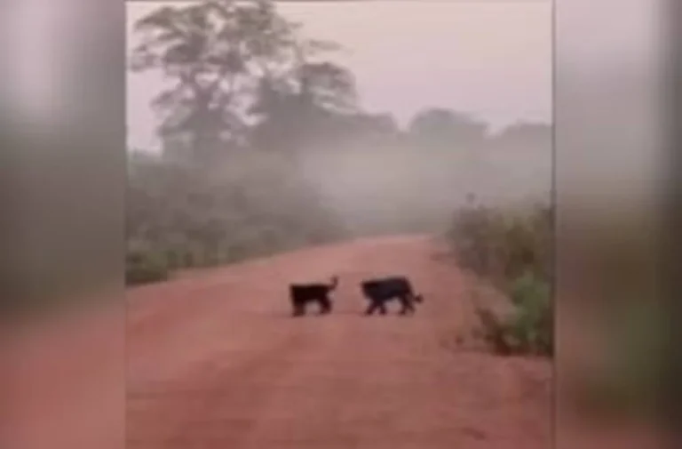 Registro raro de onça-preta e filhote em Confresa