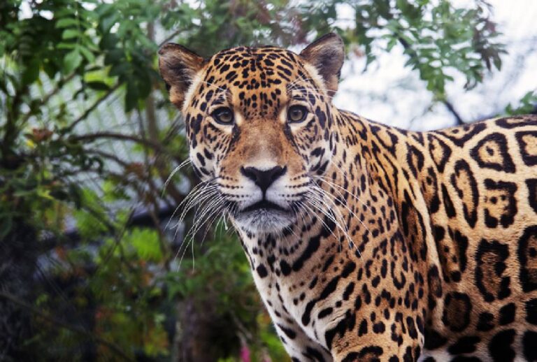 Zoológico de Curitiba recebe nova onça-pintada do Tocantins