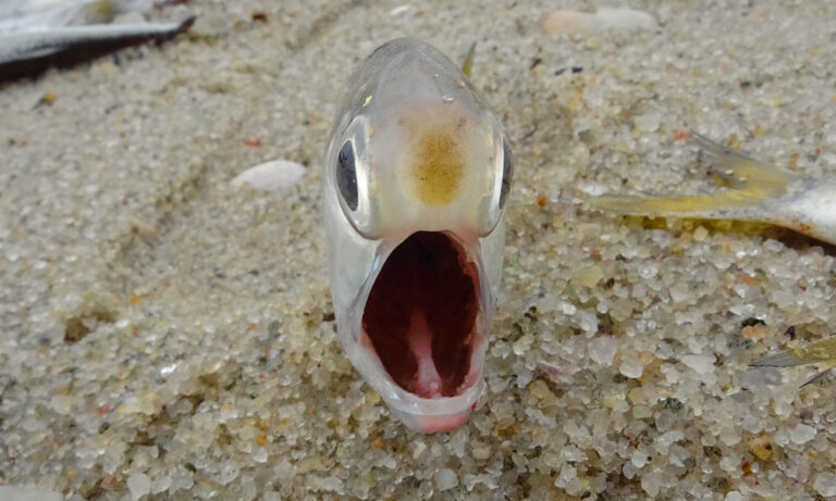 Peixes têm língua? Entenda a função do basi-hial