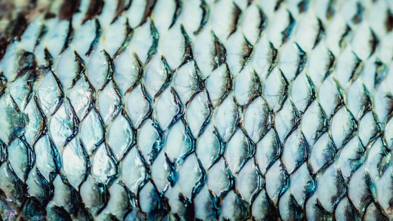 Avanços no curativo de pele de tilápia visam atendimento pelo SUS