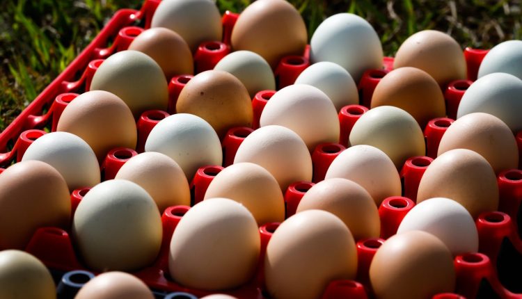 Queda nos preços dos ovos e aumento nas exportações em outubro