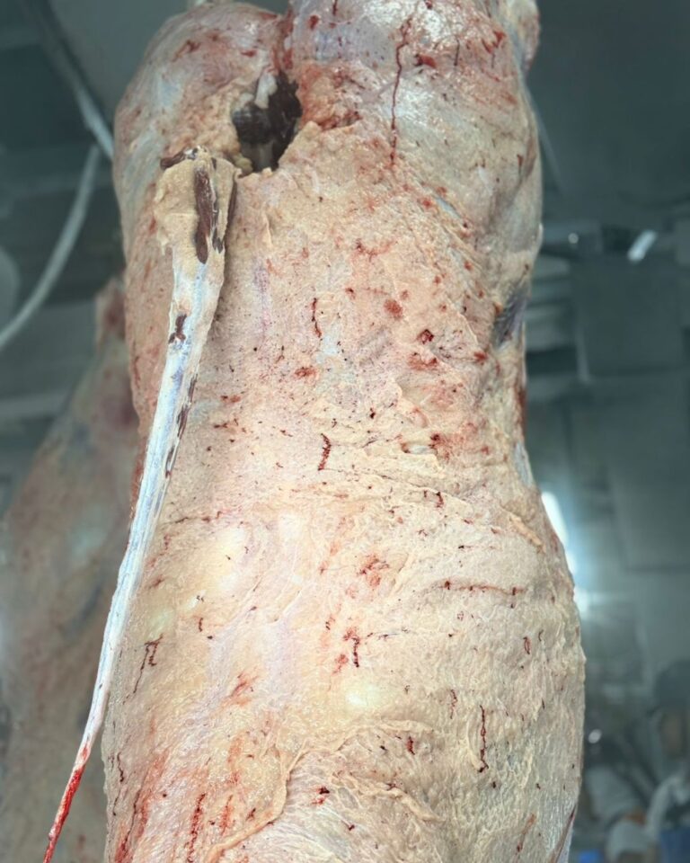 Agropecuária Maragogipe conquista Circuito Sul-americano Nelore de Qualidade 2025