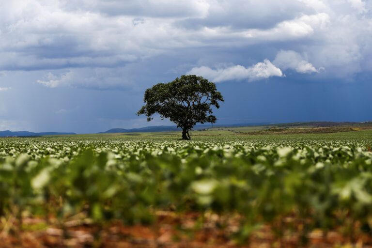 Aumento nos preços de fertilizantes pressiona produtores brasileiros