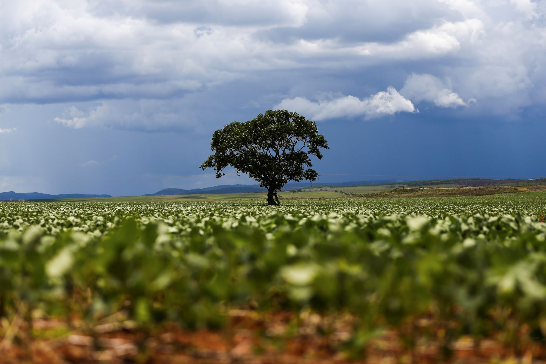 Aumento nos preços de fertilizantes pressiona produtores brasileiros