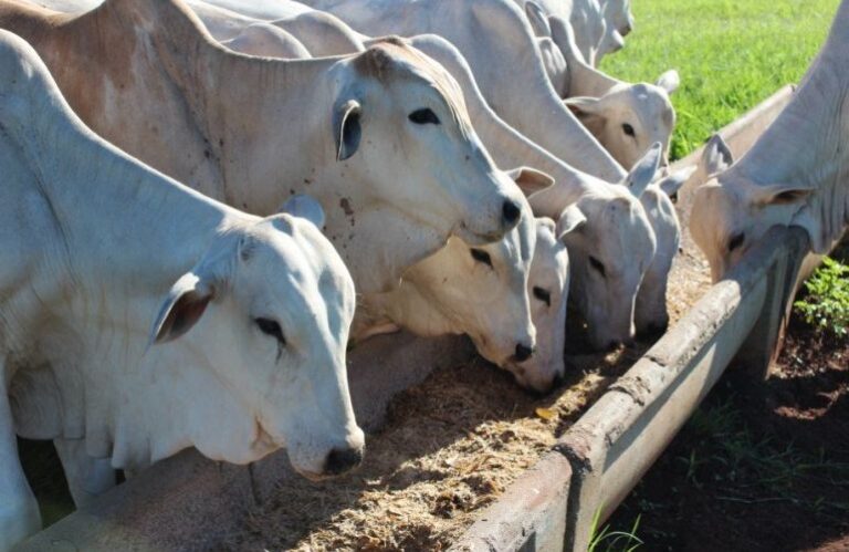 Importância da suplementação mineral para a reprodução do gado