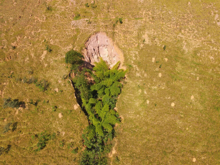 Desenvolvimento de bioinsumo potencializa restauração ecológica no Brasil